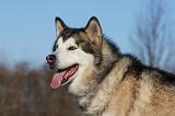 ALASKAN MALAMUTE 832